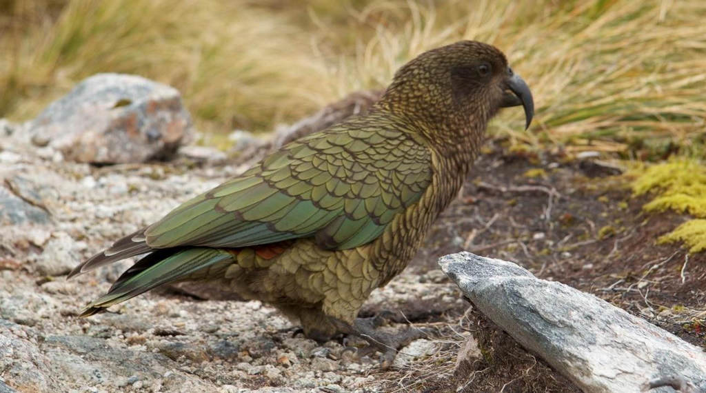 啄羊鹦鹉属 啄羊鹦鹉属的图片