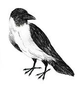 ������ѻ