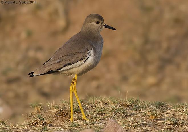 ��β�󼦵�ͼƬ