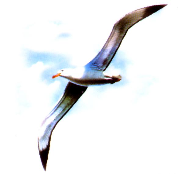 �ص�������