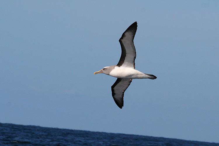 �����̿�