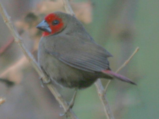 С����ȸ��ͼƬ