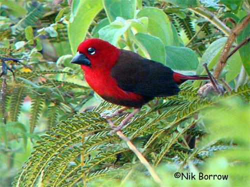 黑腹裂籽雀 黑腹裂籽雀的图片