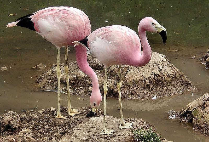 ����˹���ٵ�ͼƬ