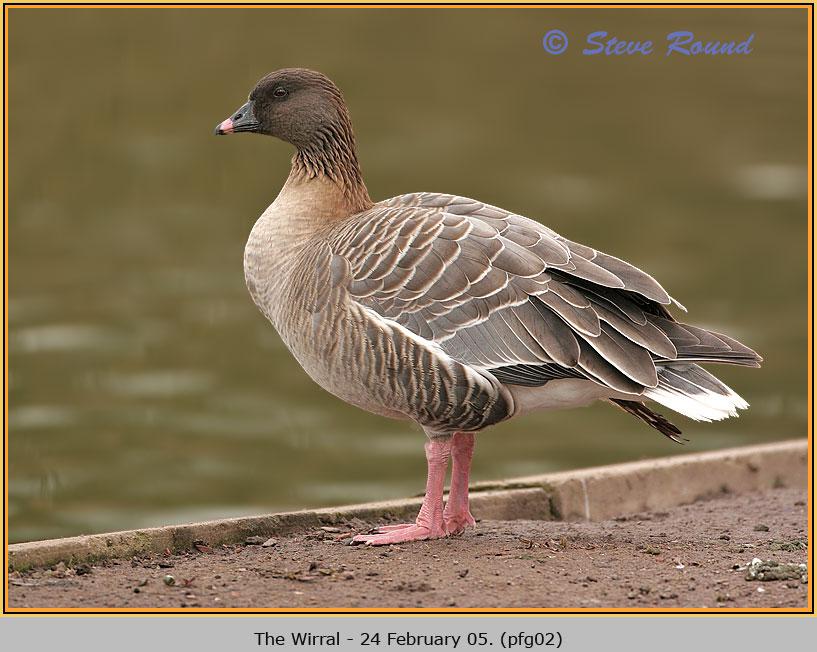 �۽����ͼƬ