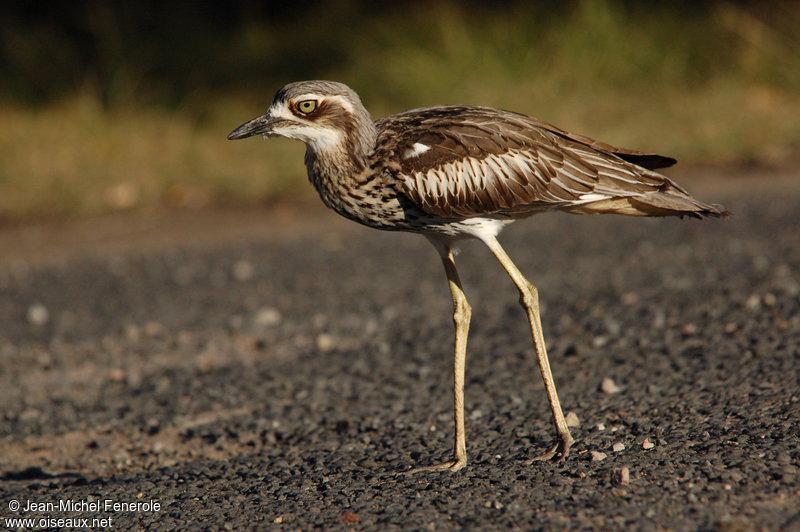 长尾石鸻 长尾石鸻的图片