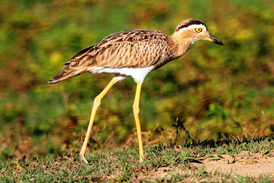 双纹石鸻 双纹石鸻的图片
