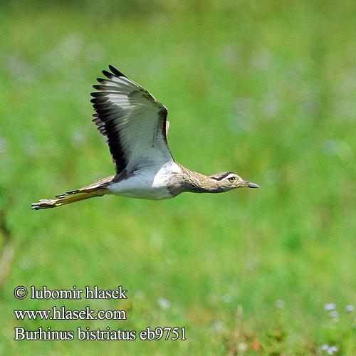 ˫��ʯ�a������ͼ