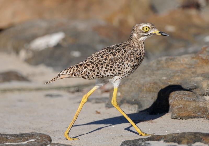 斑石鸻 斑石鸻的图片