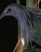 ����¡��