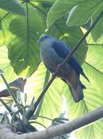 ʥ������