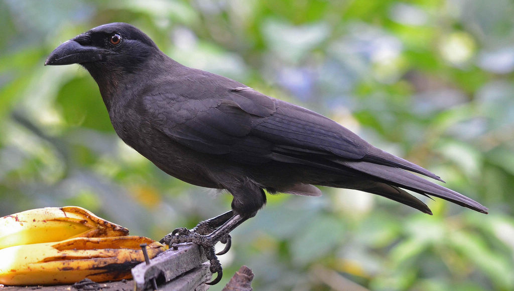 牙买加乌鸦 牙买加乌鸦的图片