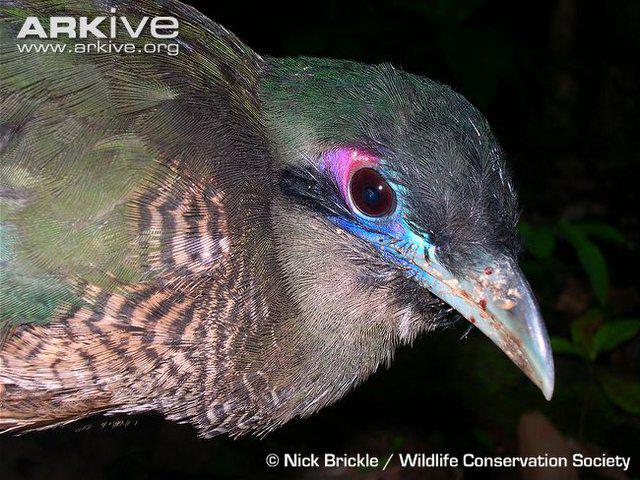 ���Ŵ����ؾ�