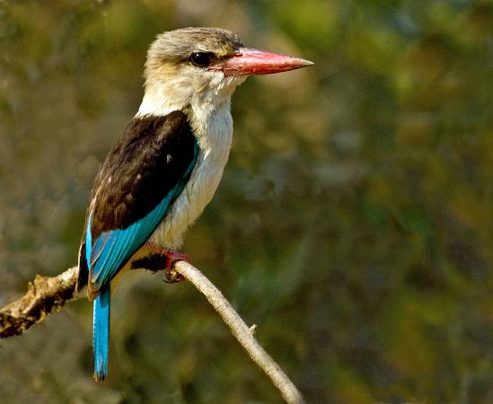 ��ͷ����ͼƬ