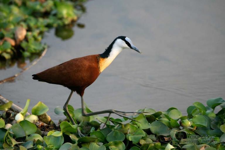 �������a