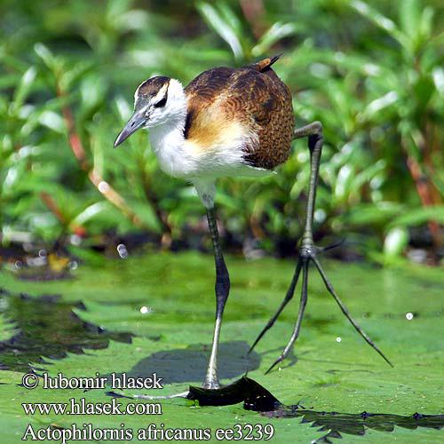 �������a