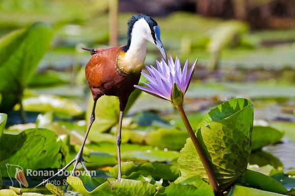 �������a