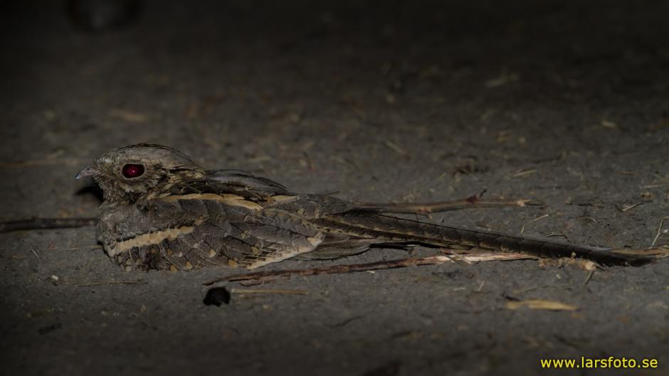 ���޳�βҹӥ