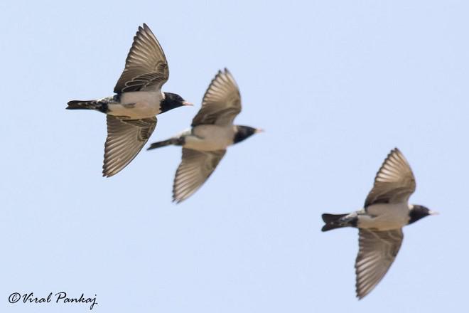 �ۺ���񣺷���ͼ