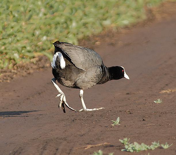 �����ĹǶ�