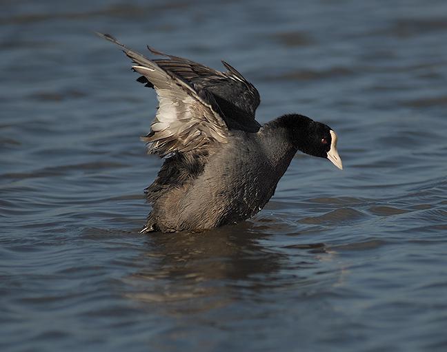 �����ĹǶ�