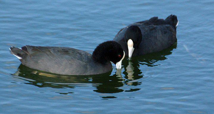 �����ĹǶ�