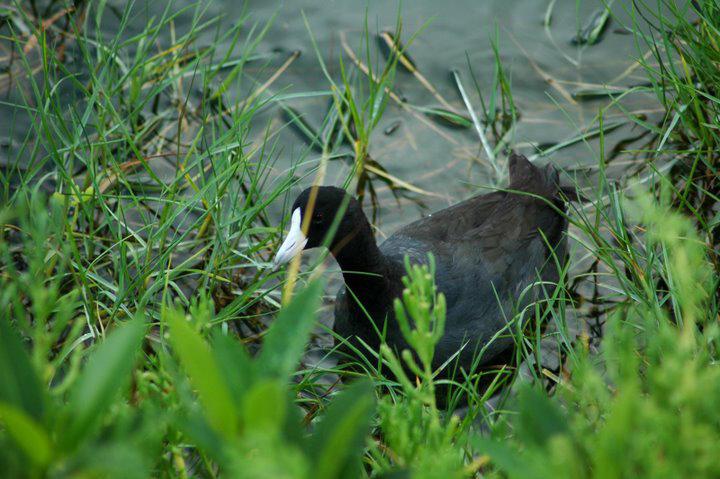 �����ĹǶ�