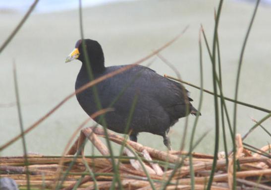 ����˹�Ƕ���ͼƬ