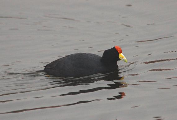 ����˹�Ƕ�