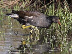 С��ˮ����ͼƬ