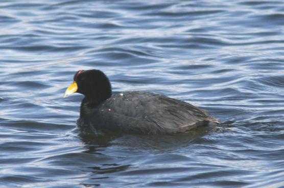 ����˹�Ƕ�