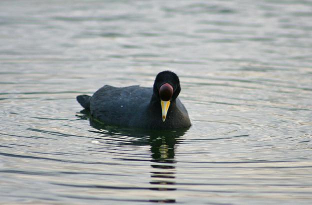 ����˹�Ƕ�