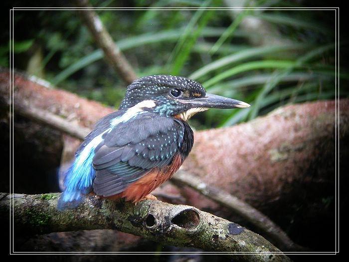 ��ͷ���������