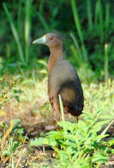 ����������ͼƬ