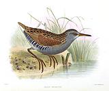 ��ص�����