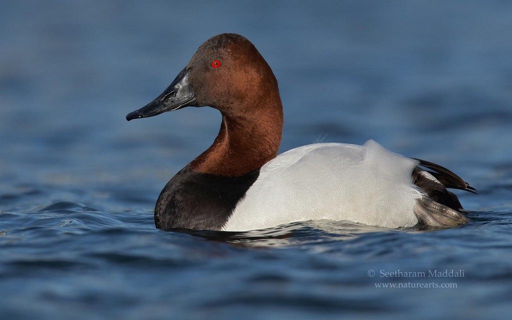 帆背潜鸭 帆背潜鸭的图片