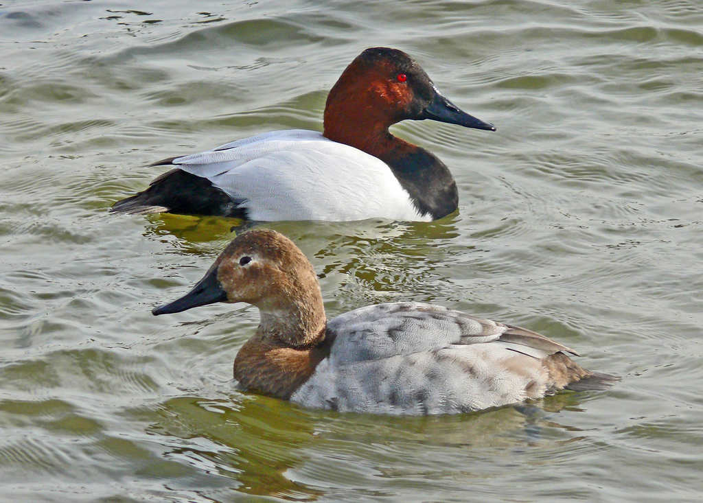 ����ǱѼһ��