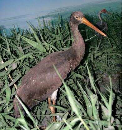 ���٣��ǳ���