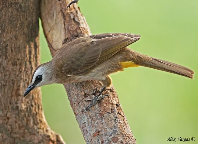 白眉黄臀鹎 白眉黄臀鹎的图片