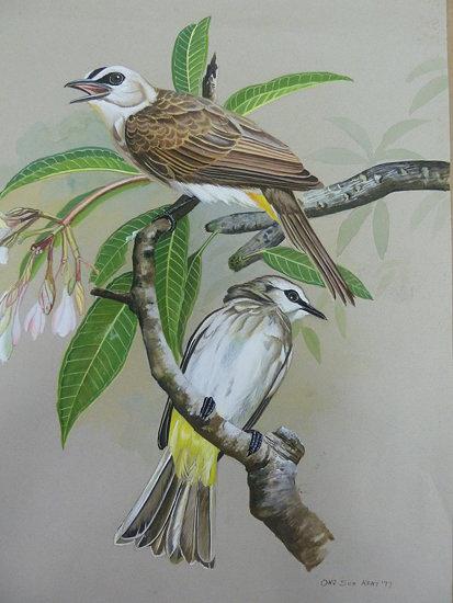 ��ü�����ǣ�����������̬�������鼪(Ong Soo Keat)����Ʒ