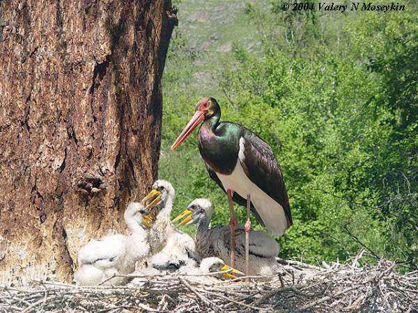 ���ٺ���������