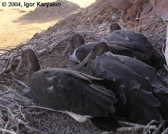 ���еĺ�������