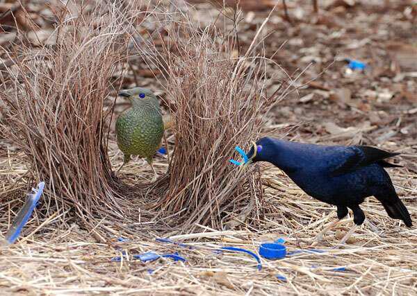 缎蓝园丁鸟 缎蓝园丁鸟的图片