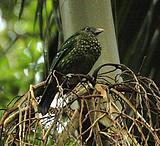 ��԰������