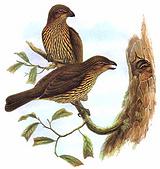 ����԰������