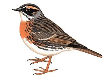 �������ң���̬����ͼ