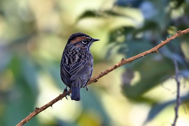 �������ң�����