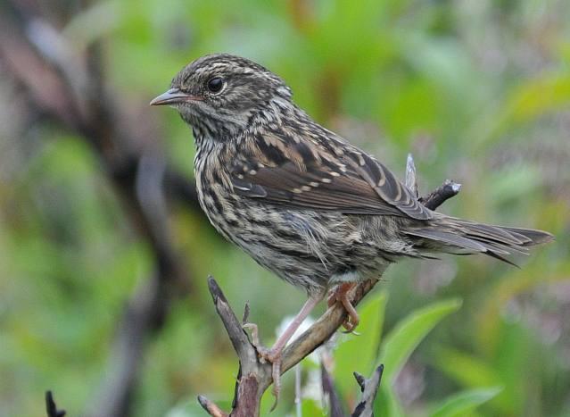 �������ң�����