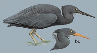 ���أ���̬����ͼ