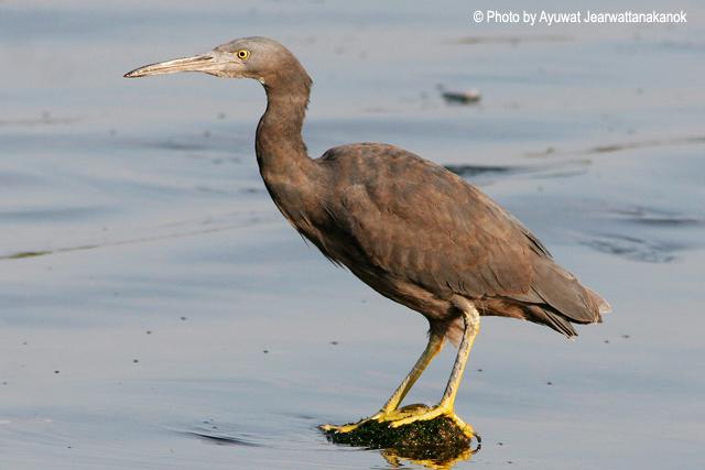 ���أ�����